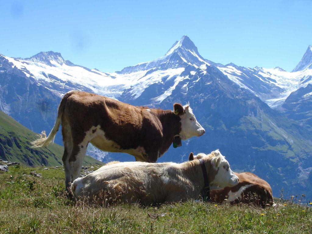 Beim See Grindelwald Exteriör bild