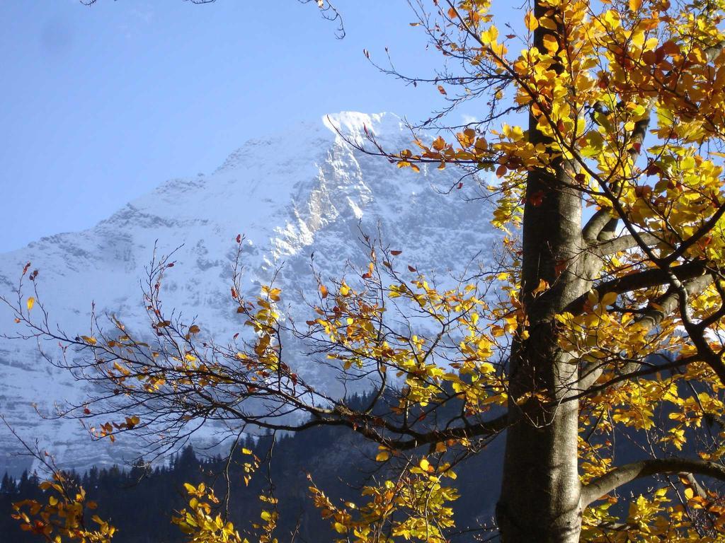 Beim See Grindelwald Exteriör bild